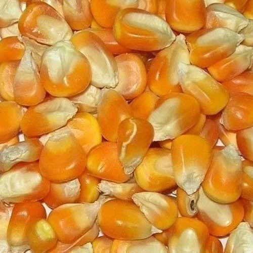 Maize